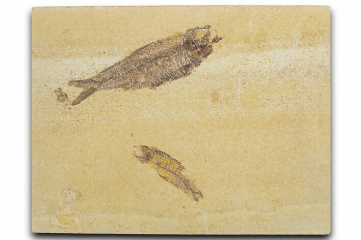 Limestone with Two Fossil Fish (Knightia) - Wyoming #355621